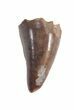 Nice Theropod Tooth - Aguja Formation, Texas #43011-1